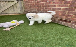 Standard Poodle dogs for sale: Standard poodle  - Image 35