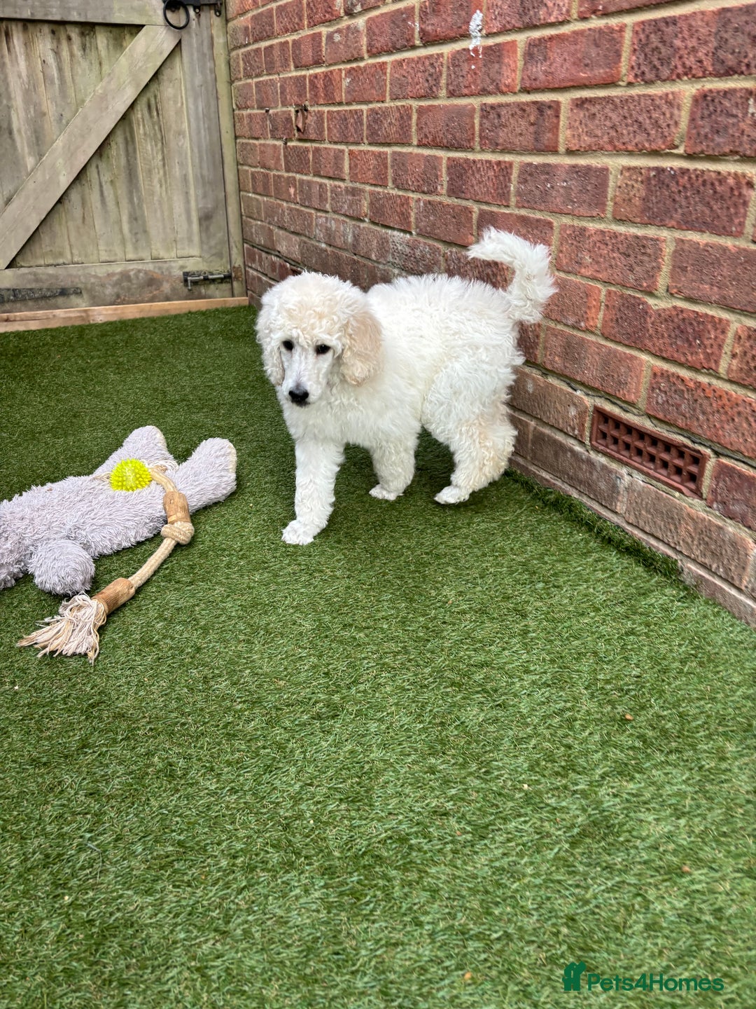 Standard Poodle dogs for sale: Standard poodle  - Image 35