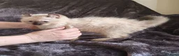 Mixed Breed cats for sale: 10 week old Unique Eared Ragdoll cross Male Kitten in Camborne - Advert 5