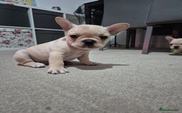 French Bulldog dogs for sale: Gorgeous French bulldog puppies Just 1 girl left!  - Advert 22