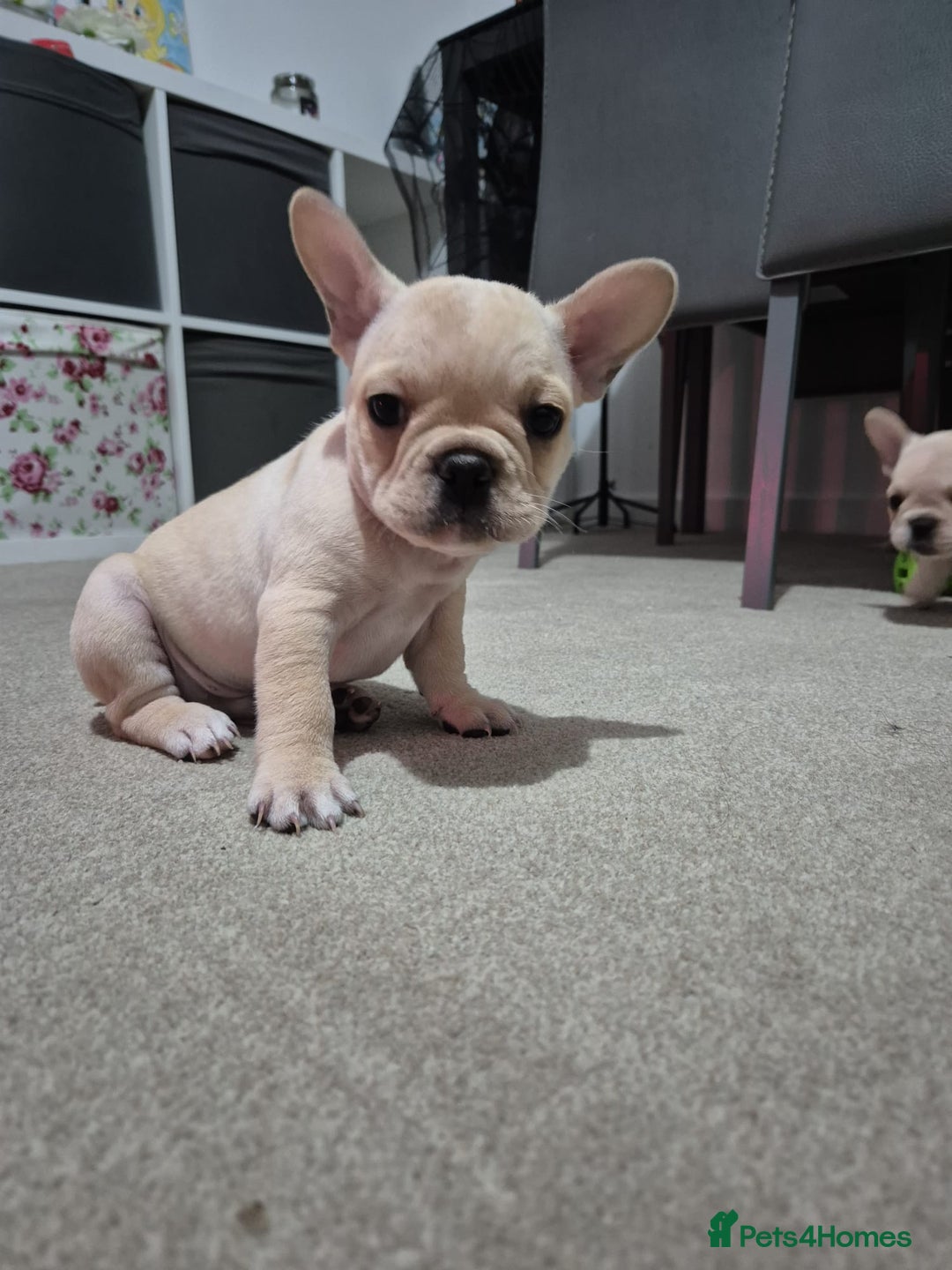 French Bulldog dogs for sale: Gorgeous French bulldog puppies Just 1 girl left!  - Advert 22