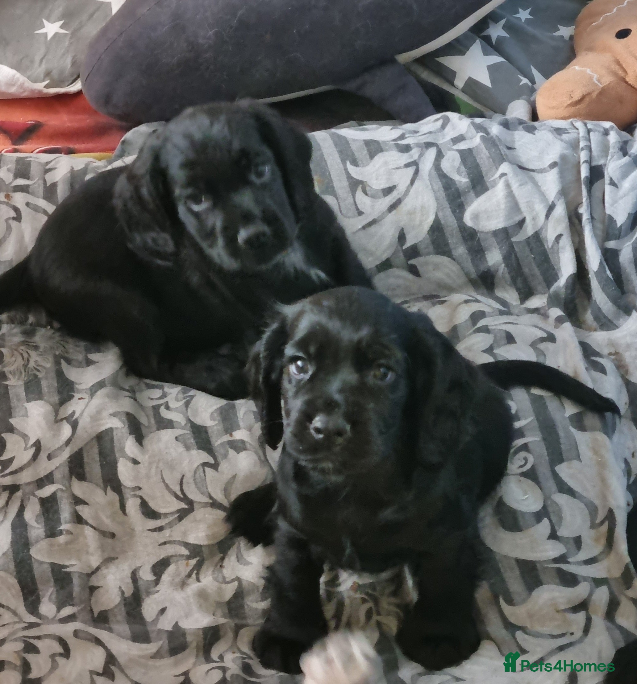 Cocker Spaniel dogs 2 boys left. Cocker Spaniel Puppies for Sale 🐾  - Advert 1