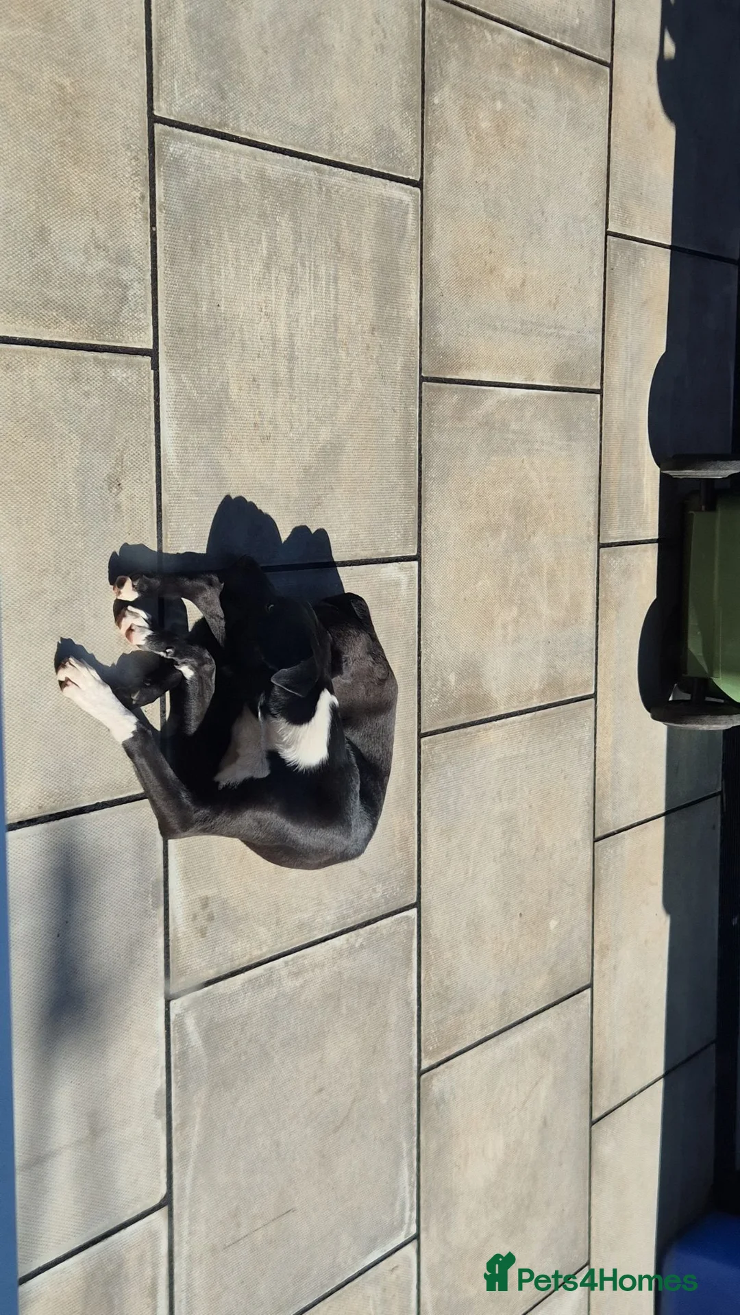 Mixed Breed dogs for sale: 10 month old mixed breed male in Runcorn - Advert 2