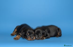 Cocker Spaniel dogs - Advert 1