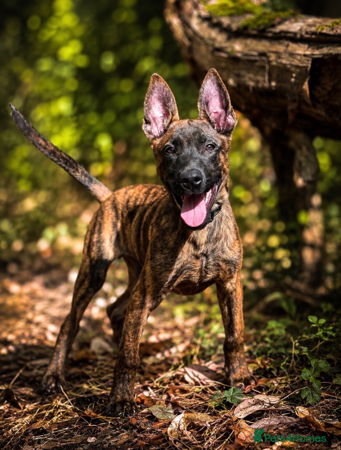 Belgian Shepherd Dog dogs for sale: Dutch Herder Puppy - Advert 2