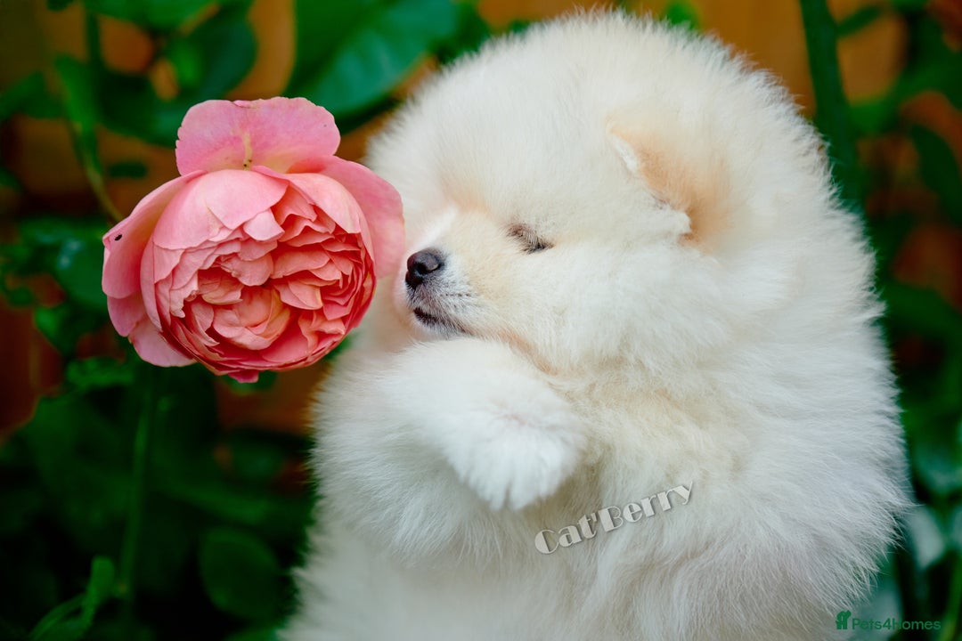 Pomeranian dogs for sale: Stunning Pomeranian puppies  - Advert 12