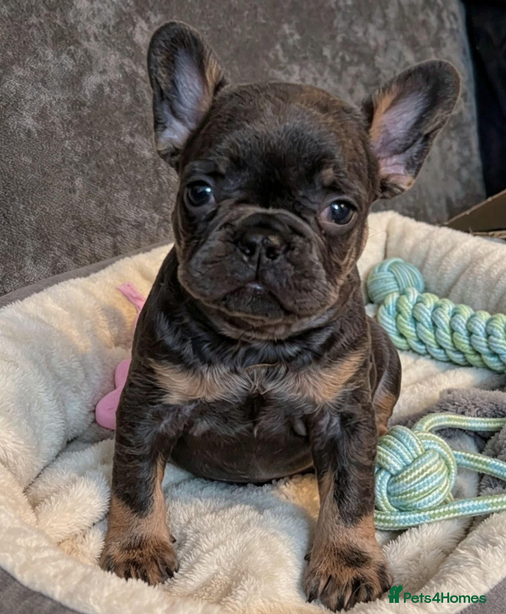 French Bulldog dogs Beautiful French Bulldogs - Advert 14