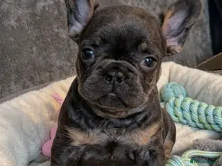 French Bulldog dogs Beautiful French Bulldogs - Advert 14