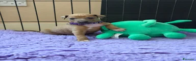 Fawn (Purple Collar)