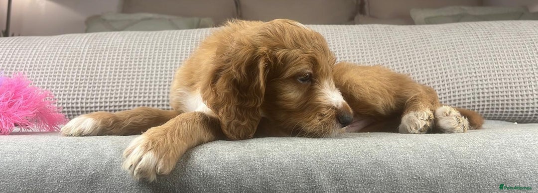 Irish Doodle dogs for sale: The perfect Doodle - Advert 8