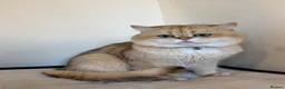 British Shorthair cats for stud: Purebred British male golden cat - Advert 6