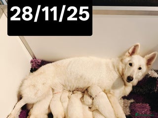 White Swiss Shepherd dogs KC Reg long-coat White Swiss Shepherd pups 4 sale - Advert 3