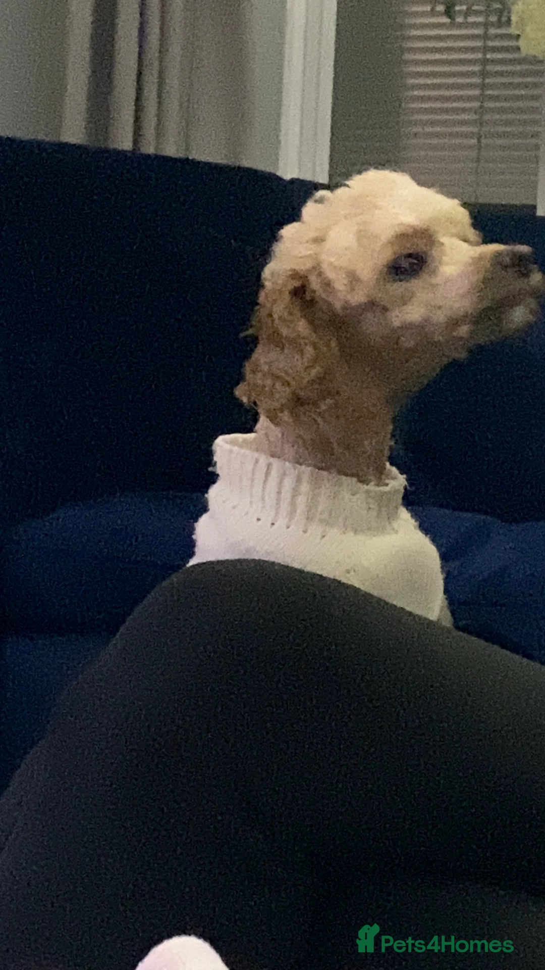 Toy Poodle dogs for sale: London the Toy Poodle - Advert 5