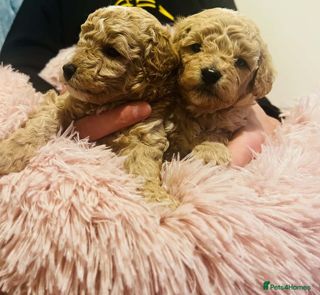 Maltipoo dogs for sale: Beautiful Maltipoo Puppies for Sale – 3 Boys - Advert 10