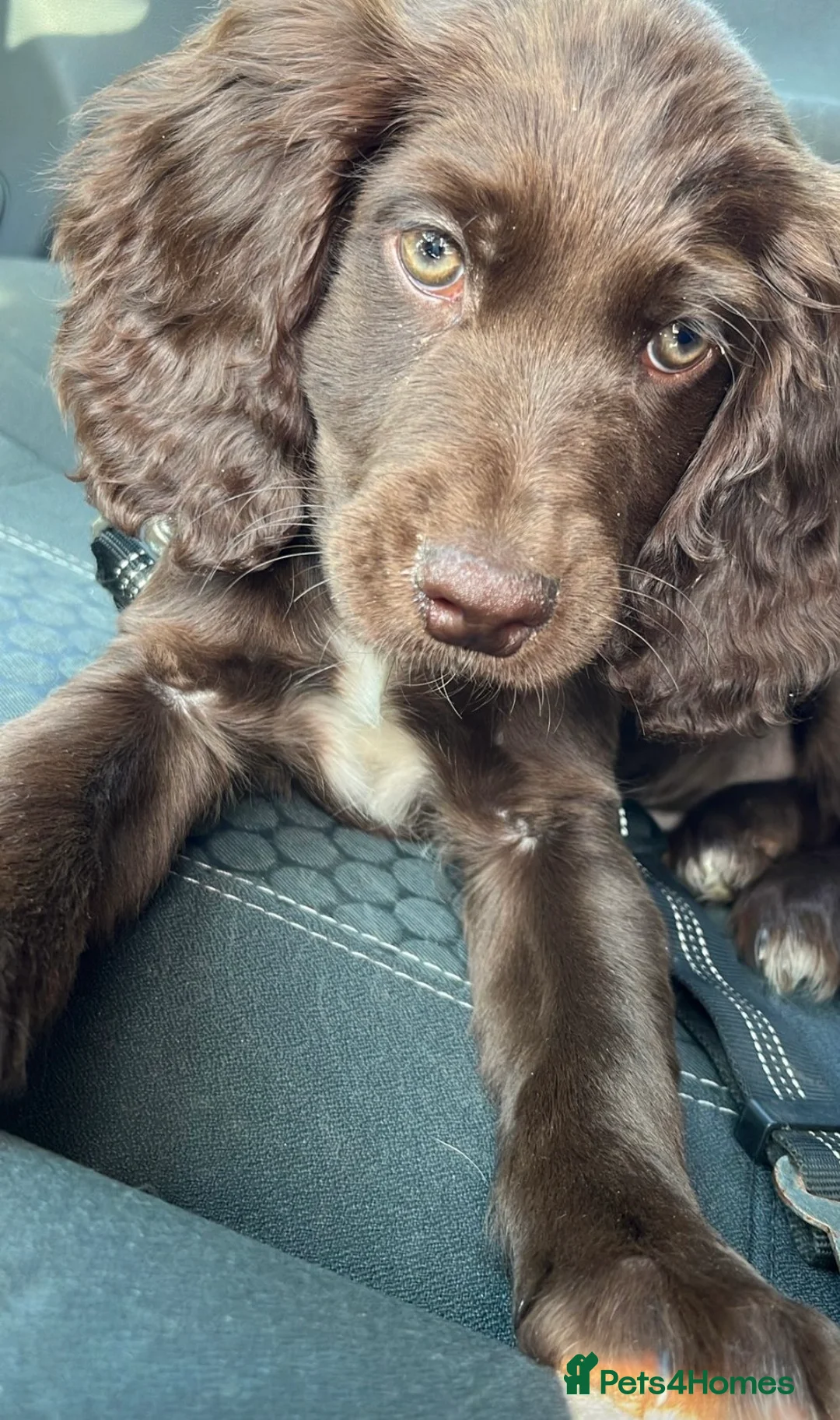 Sprocker dogs for sale: 1 year old male sprocker - Advert 5