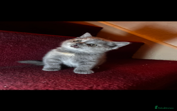Scottish Fold cats for sale: Last kitten left! Straight ears 😍 - Image 8