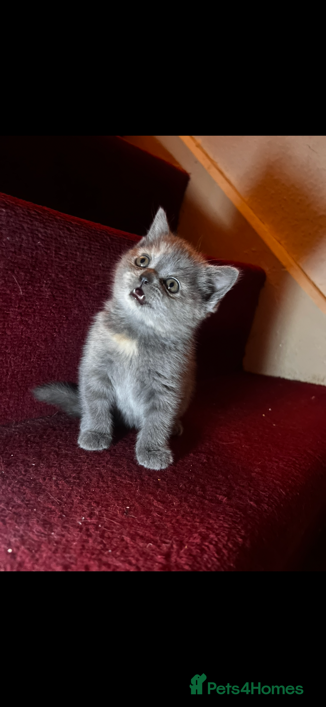 Scottish Fold cats for sale: Last kitten left! Straight ears 😍 - Image 8