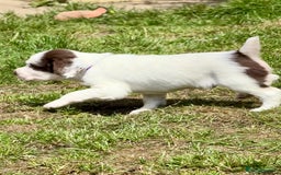 English Springer Spaniel dogs for sale: FTAW Bred Puppies from excellent lines - Image 13