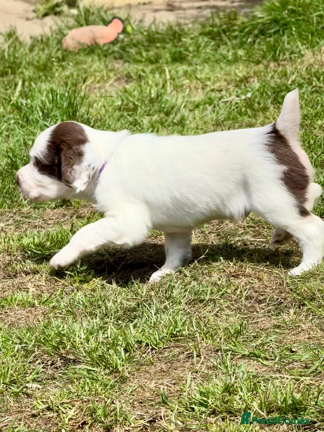 English Springer Spaniel dogs for sale: FTAW Bred Puppies from excellent lines - Image 13