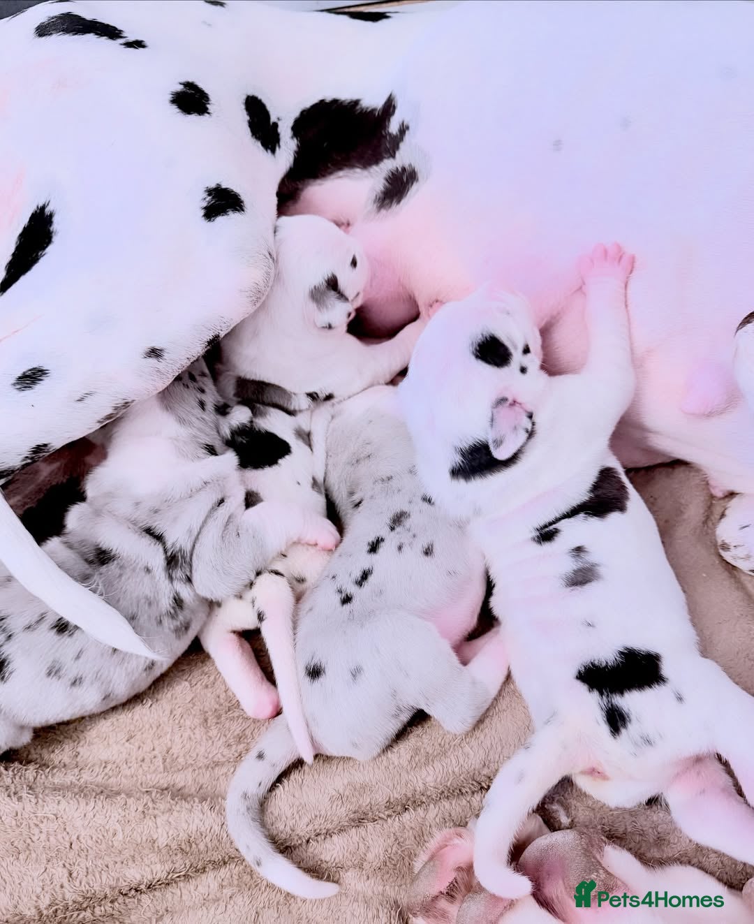 Great Dane dogs for sale: Great Danes Available–Gentle Giants in the Making - Advert 10