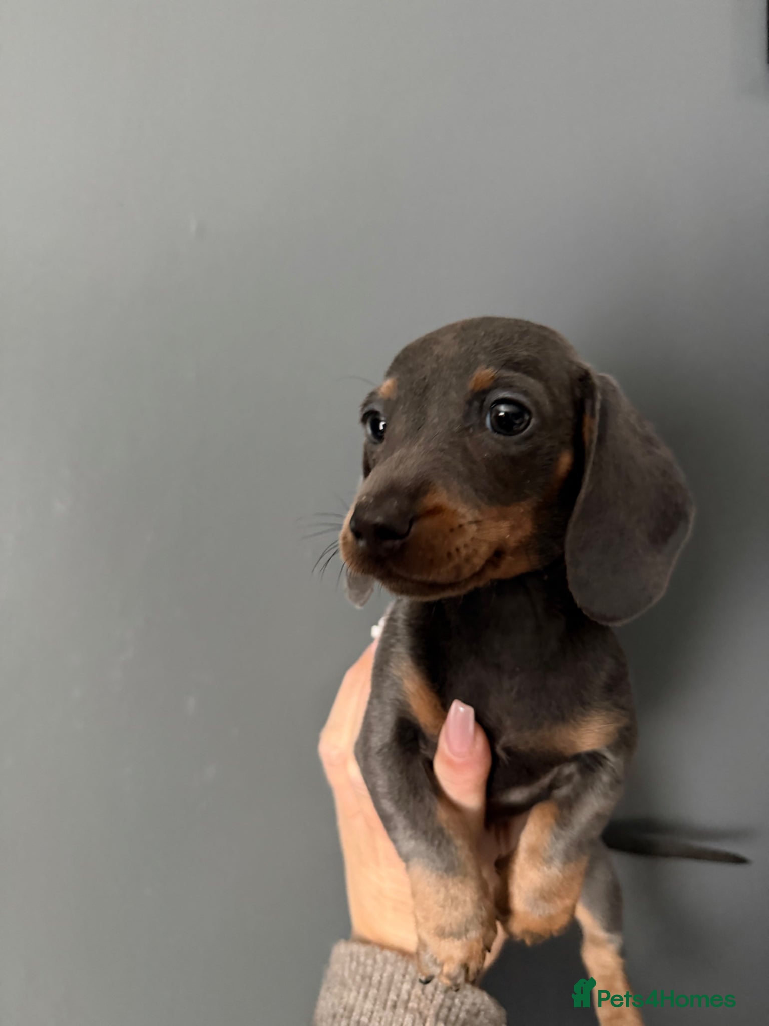 Miniature Dachshund dogs Miniature dachshund puppies 1 female left xx - Advert 11