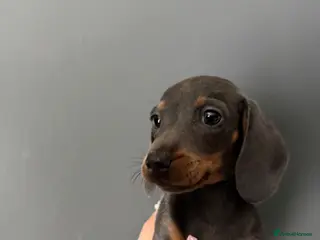 Miniature Dachshund dogs Miniature dachshund puppies 1 female left xx - Advert 11