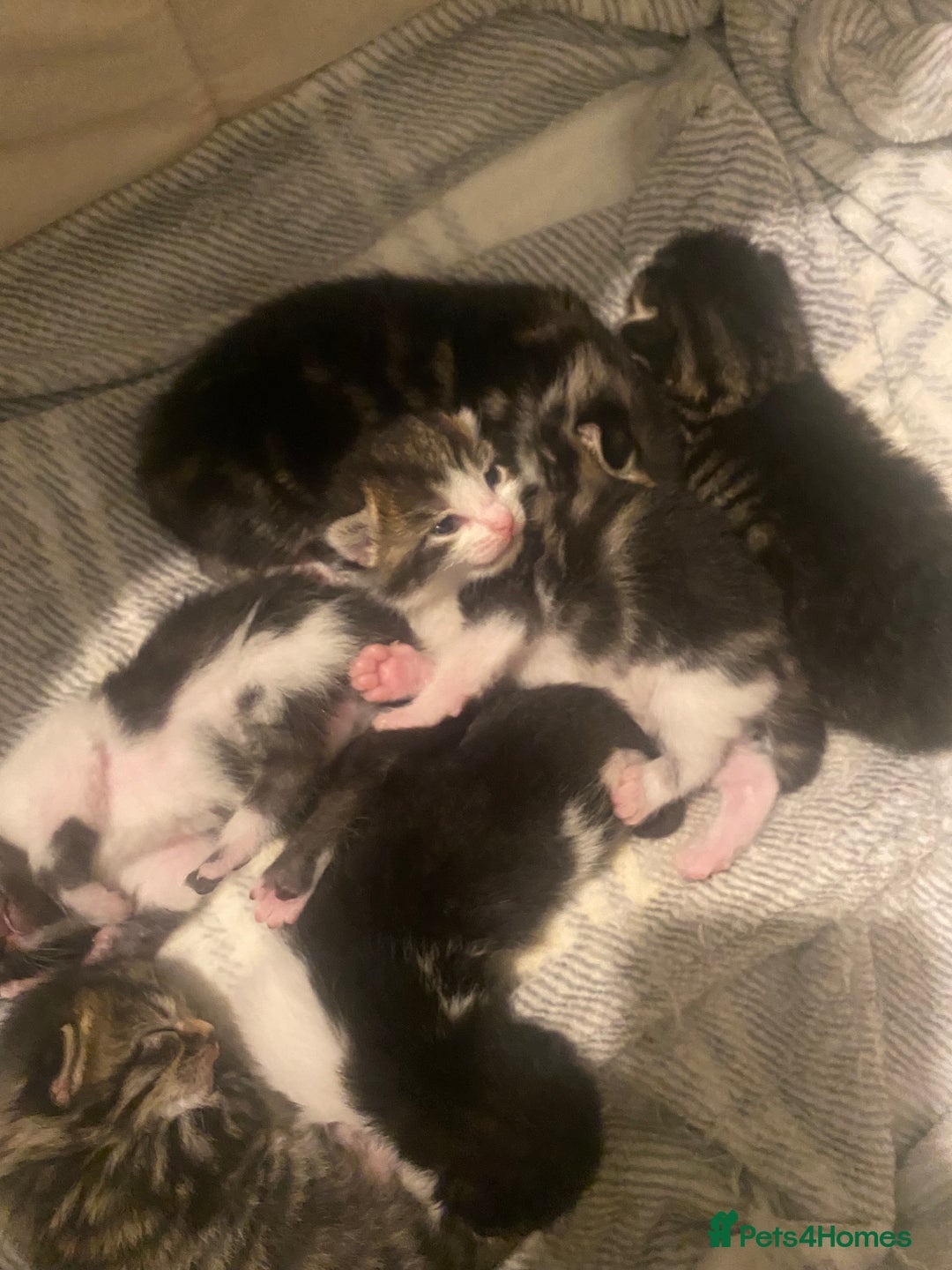 Mixed Breed cats for sale: Ragdoll/Mixed Breed Kittens for Sale - Image 6