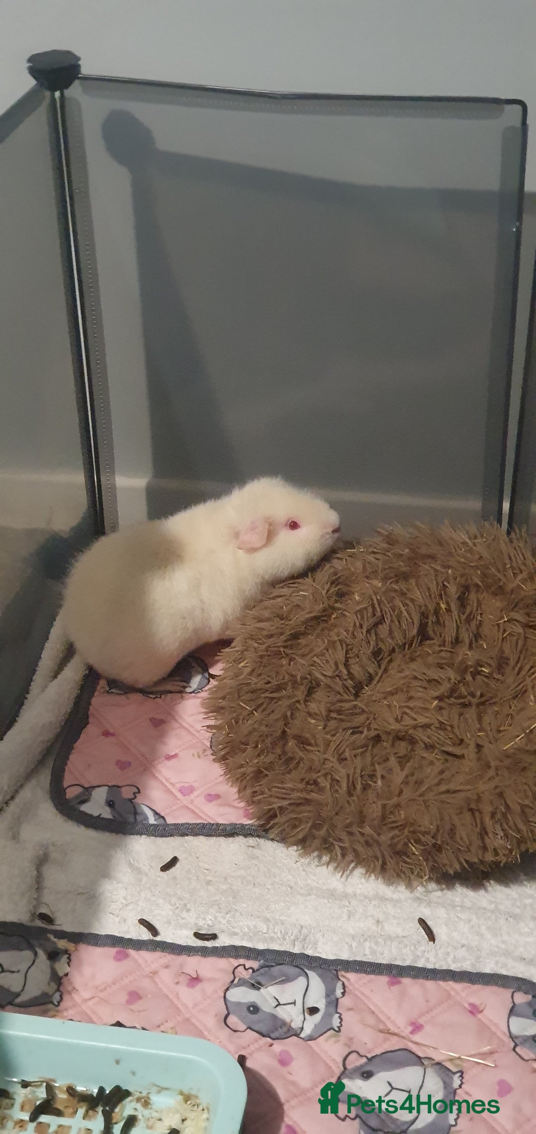 Guinea Pig rodents for sale: 2 friendly female teddy guinea pigs  - Image 4