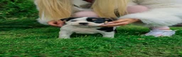 American Bully dogs for sale: RemiXzorro breeding  - Advert 3