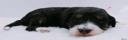 Bernedoodle dogs for sale: Miniature bernadoodles Extensively health tested! - Advert 22