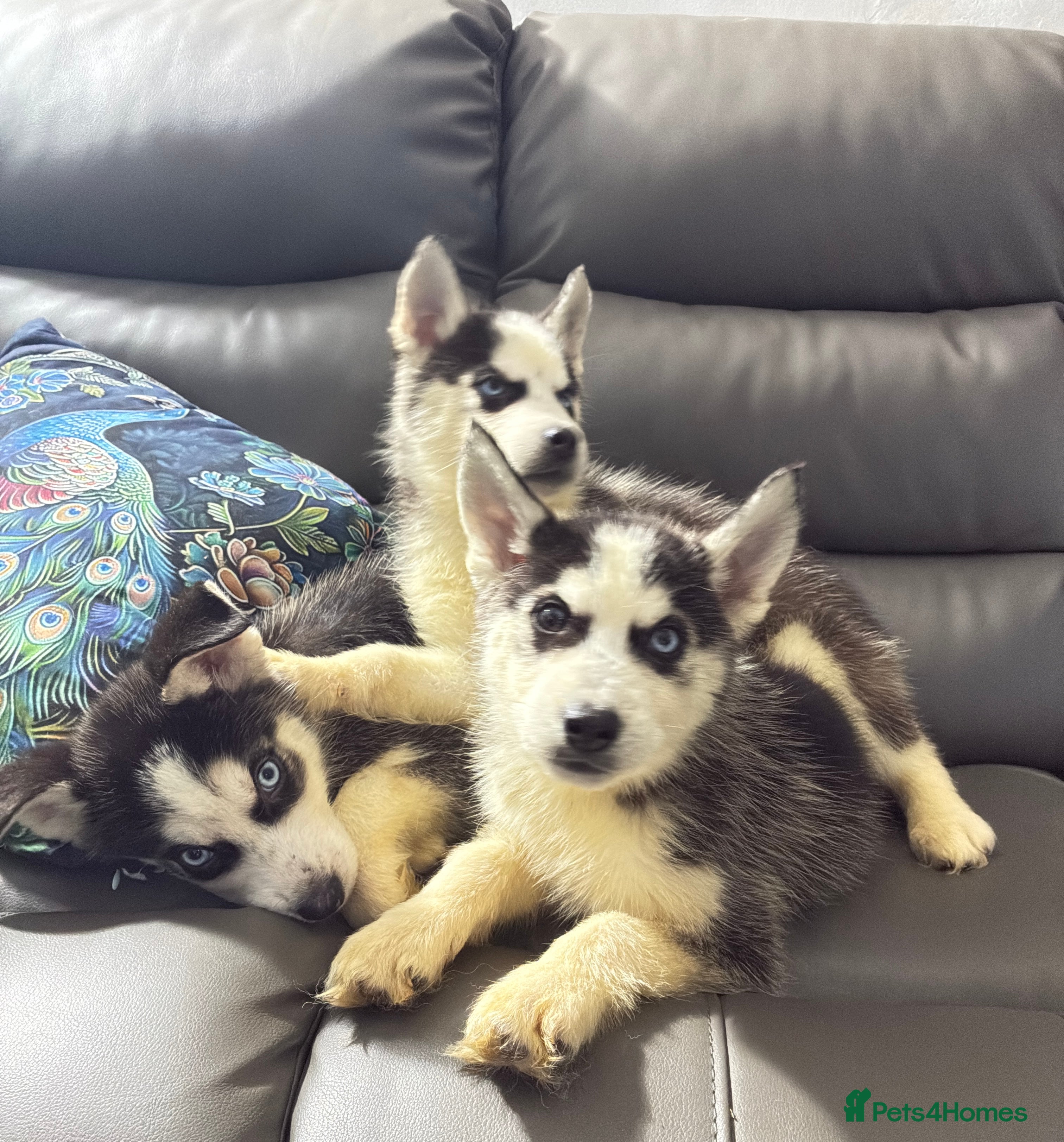 Siberian Husky dogs Pure Siberian claver huskies ready to go now 🐻‍❄️ - Advert 2