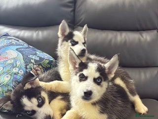 Siberian Husky dogs Pure Siberian claver huskies ready to go now 🐻❄️ - Advert 1
