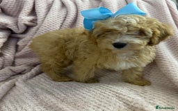 Cavapoo dogs for sale: Beautiful F1 Cavapoo boy & girl puppies - Image 6