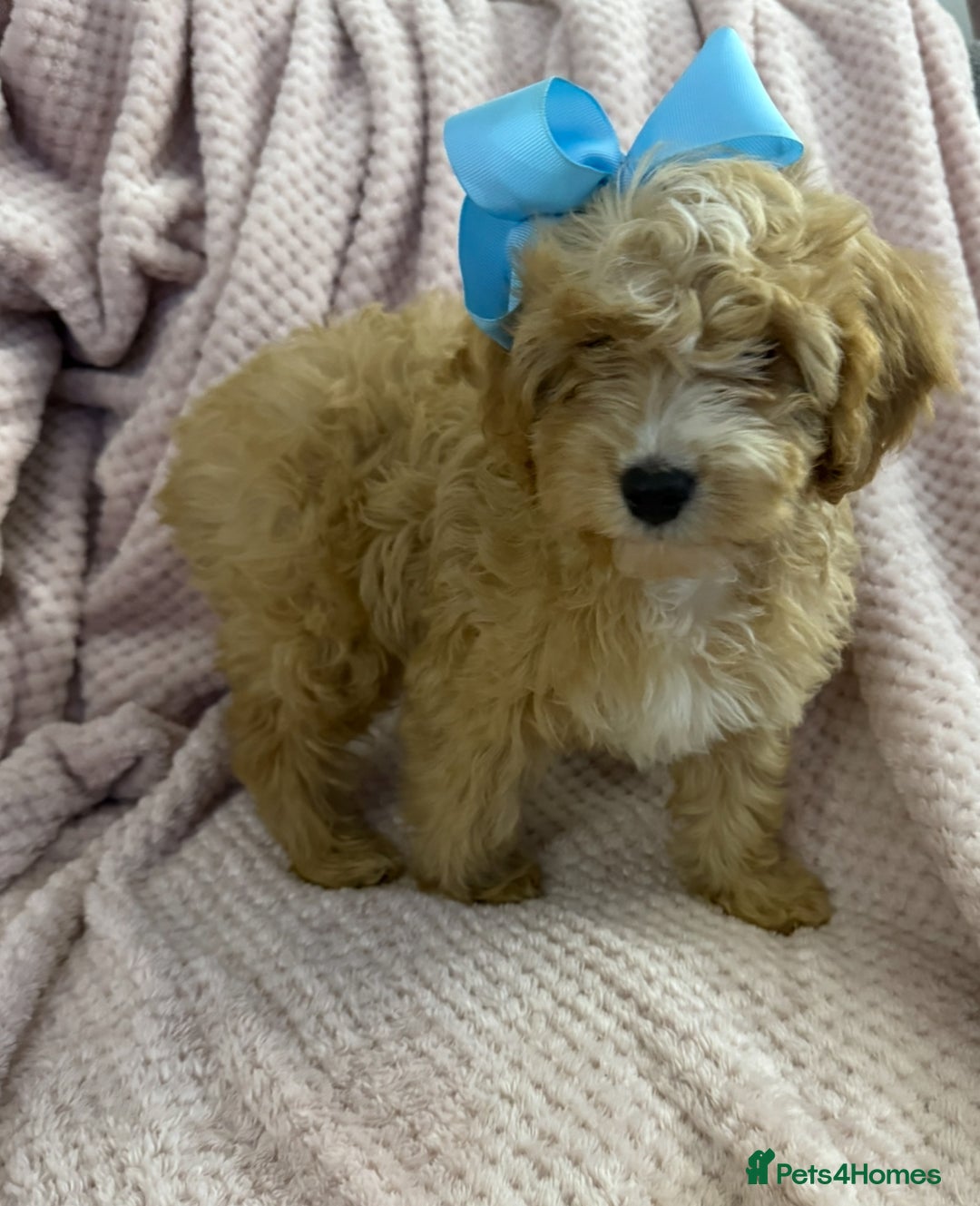 Cavapoo dogs for sale: Beautiful F1 Cavapoo boy & girl puppies - Image 6