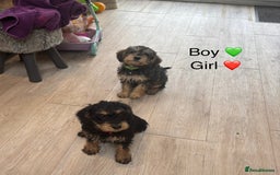 Mixed Breed dogs for sale: F1 MINI SCHNOODLE PUPPIES READY NOW - Image 20