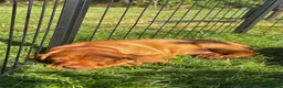 Hungarian Vizsla dogs for sale: Hungarian Vizsla puppy - Advert 2