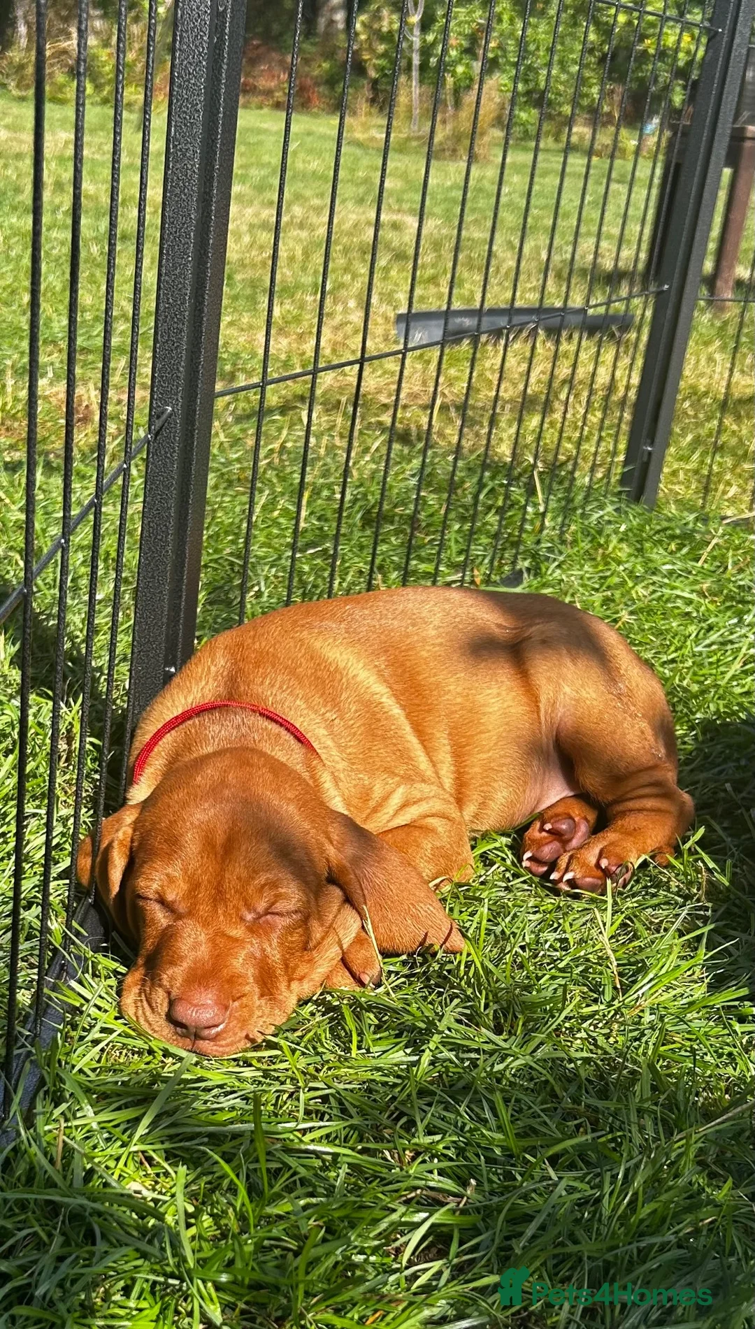 Hungarian Vizsla dogs for sale: Hungarian Vizsla puppy - Advert 2