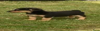 Jack Russell 1