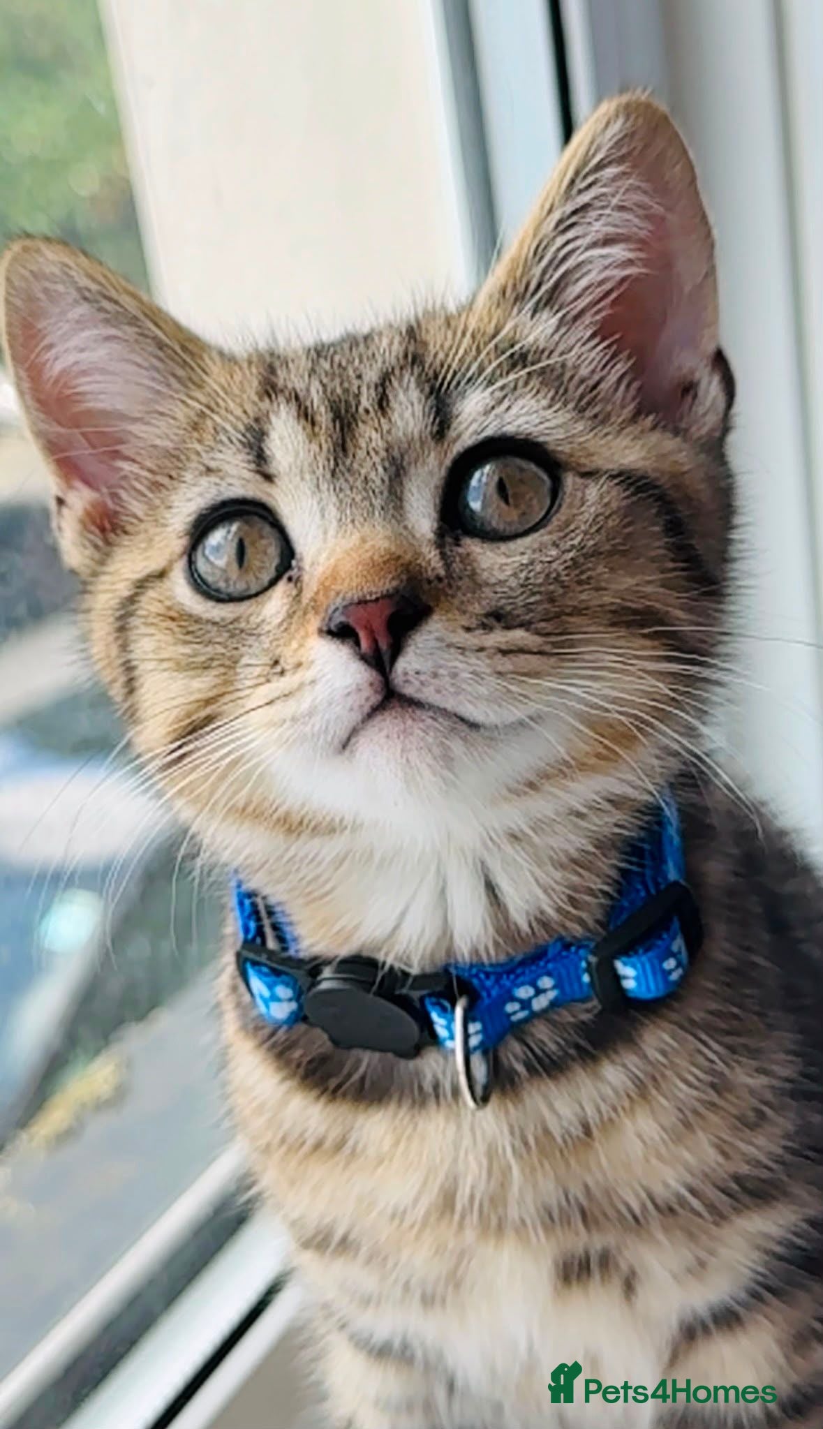 British Shorthair cats GCCF Registered British Shorthair Chocolate Tabby - Advert 1