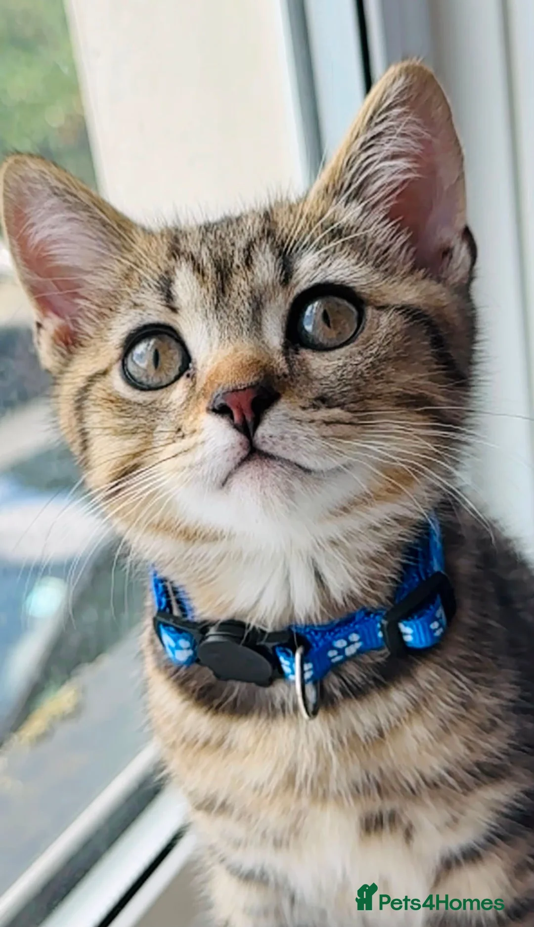 British Shorthair cats for sale: GCCF Registered British Shorthair Chocolate Tabby - Advert 1