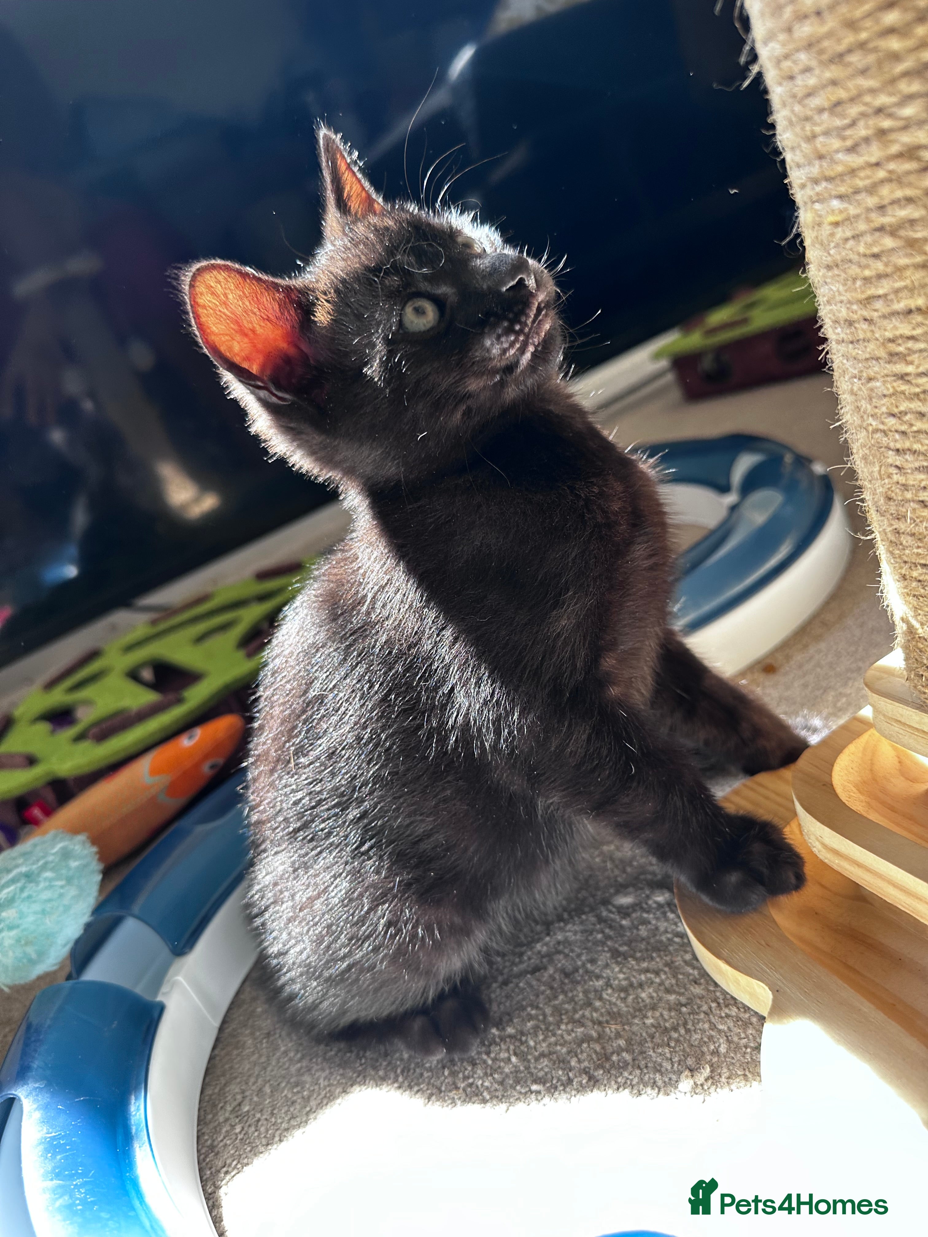 Mixed Breed cats Amiable bengal&tabby mixed kittens - Advert 2