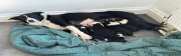 Border Collie dogs for sale: Border Collie Pups in Kendal - Advert 3