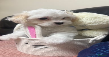 Maltese dogs - Advert 3