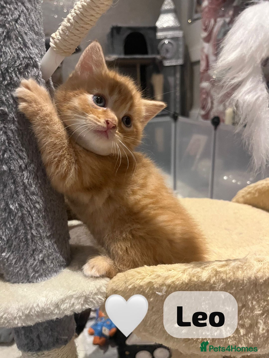 Mixed Breed cats for sale: 🐾 8 Beautiful kittens….🩵🩷 - Advert 2