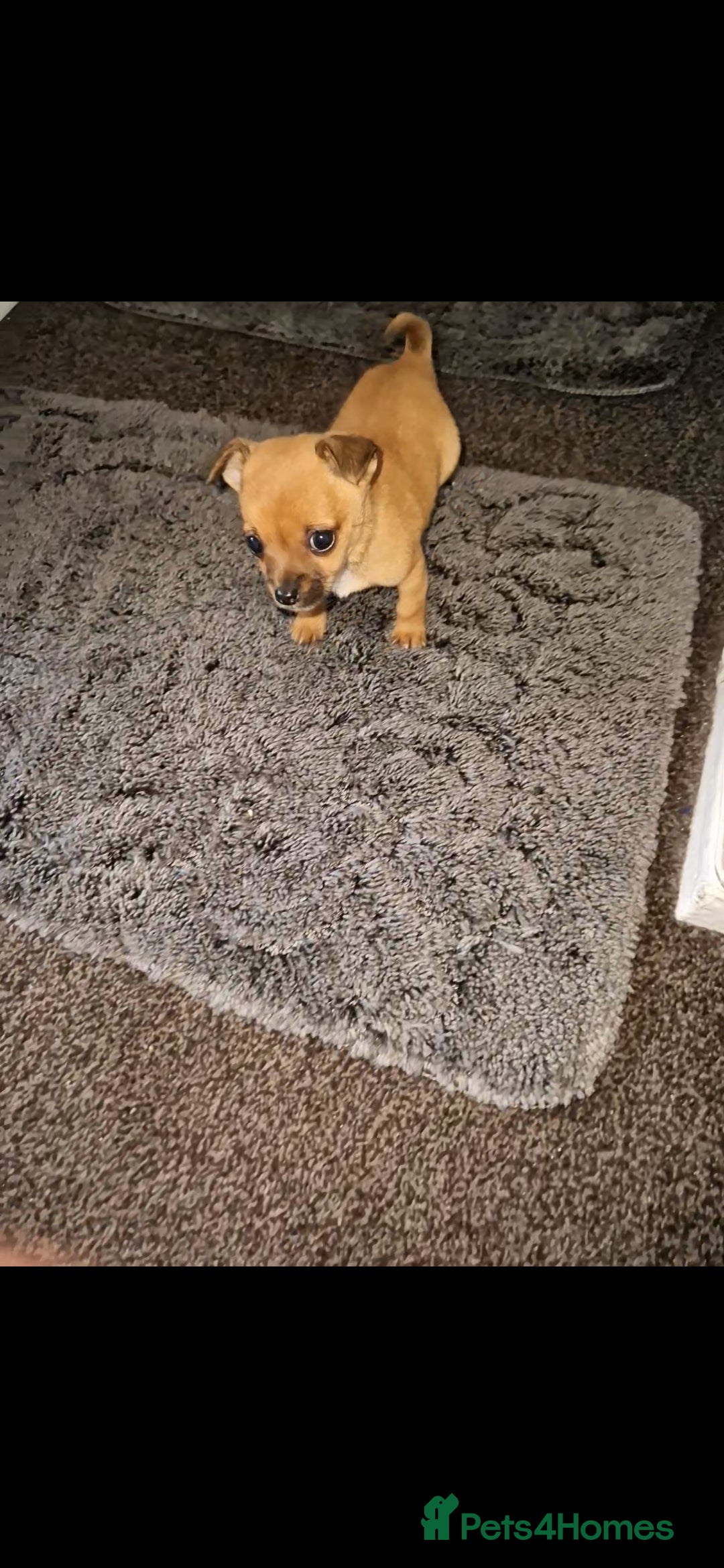 Mixed Breed dogs for sale: Adorable 9 weeks old male jackawawa puppy - Advert 6