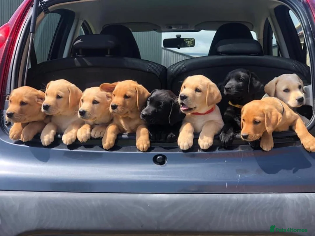 Labrador Retriever dogs for stud: 0/0 HIP & ELBOWS FULLY HEALTH TESTED BLACK STUD in Malton - Advert 8