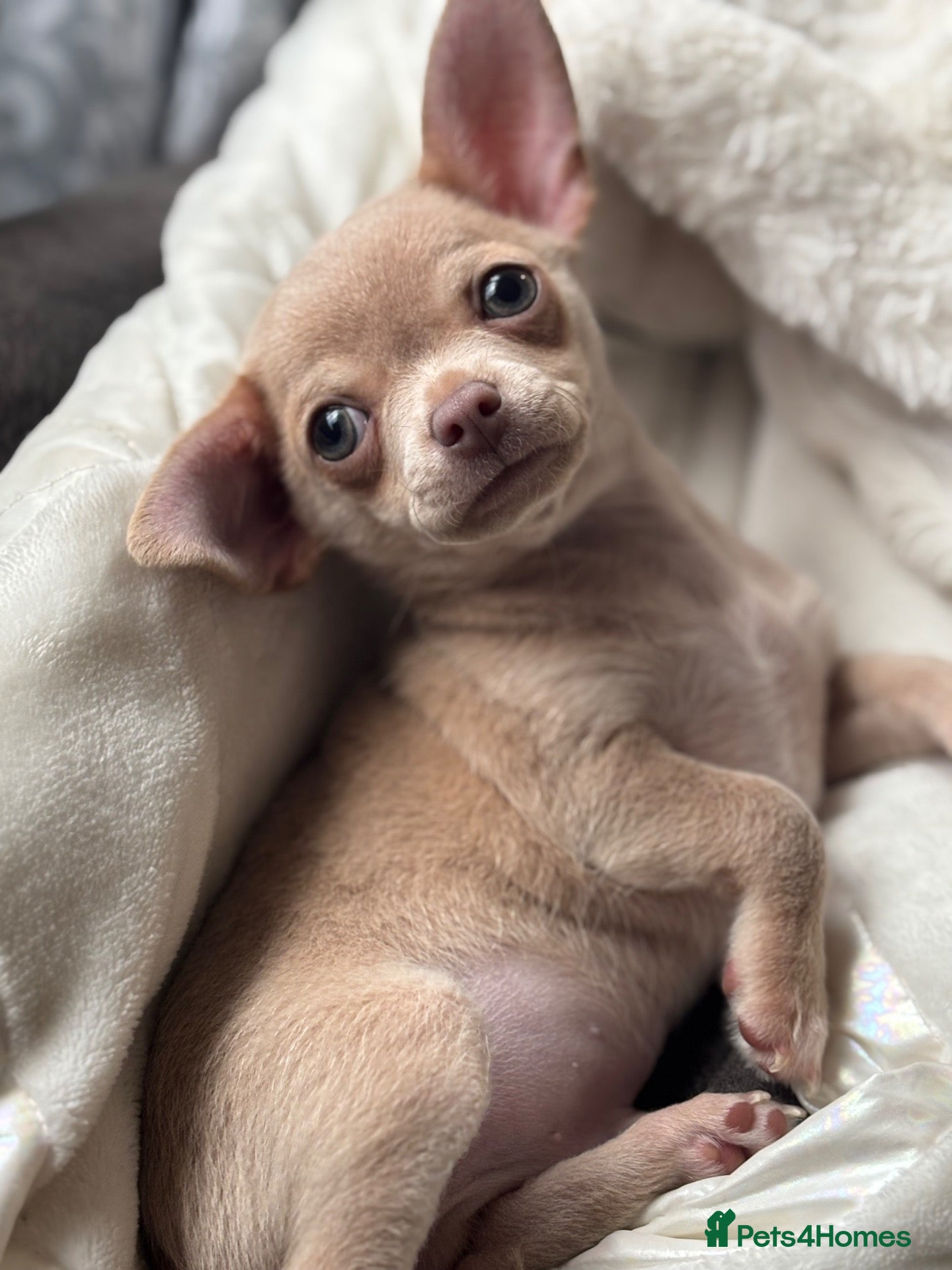 Chihuahua dogs Beautiful chihuahua boy  - Advert 9