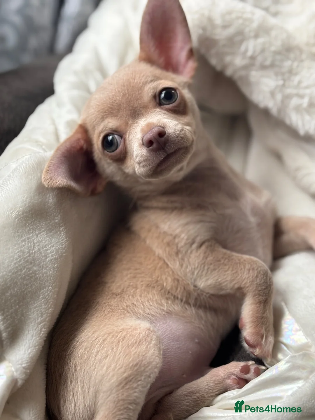 Chihuahua dogs for sale: Beautiful chihuahua boy  - Advert 1