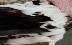 Maine Coon cats for sale: Maine Coon Kittens X - Image 10