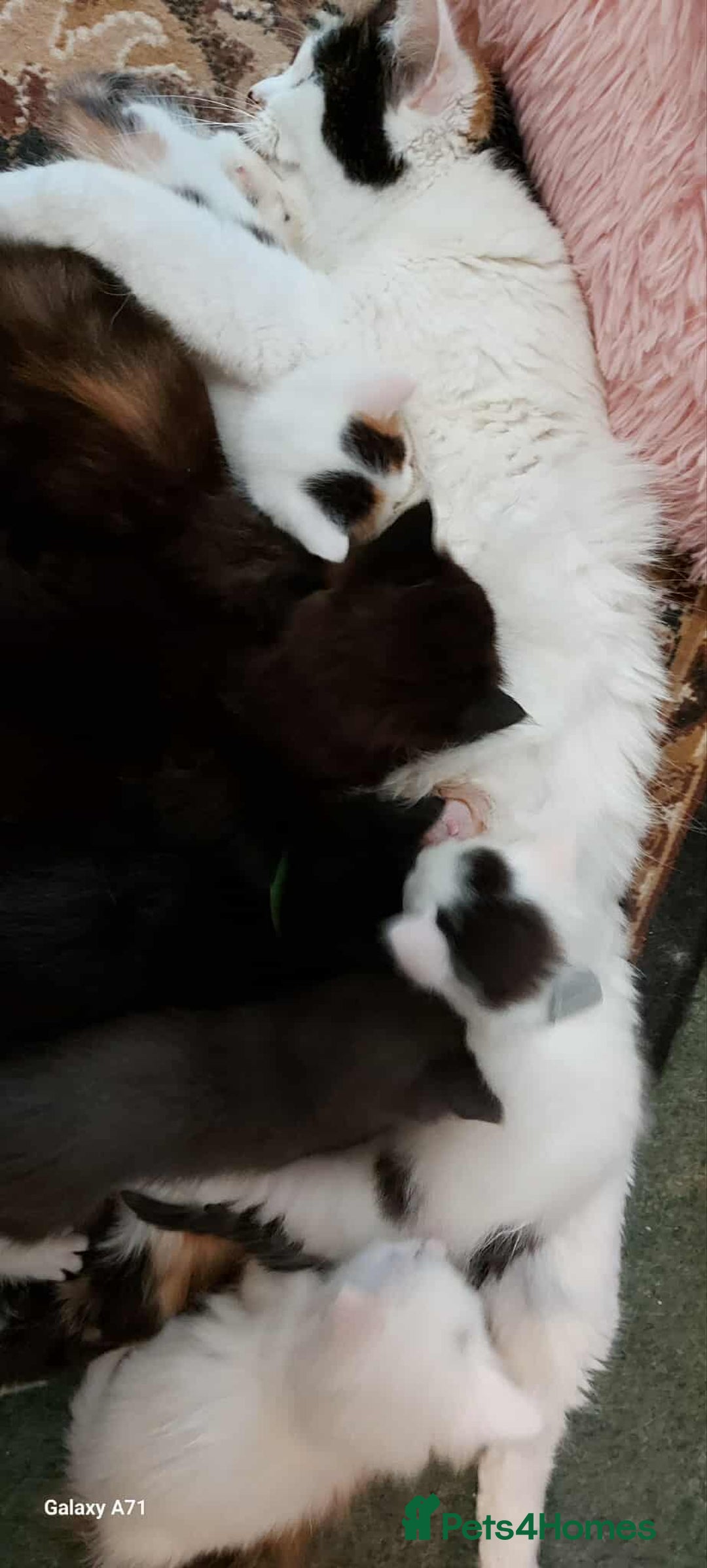 Maine Coon cats for sale: Maine Coon Kittens X - Image 10
